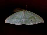 Omizodes ocellata